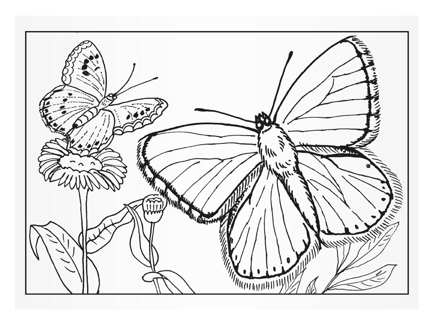 Omalovánky MFP Motýli  A5