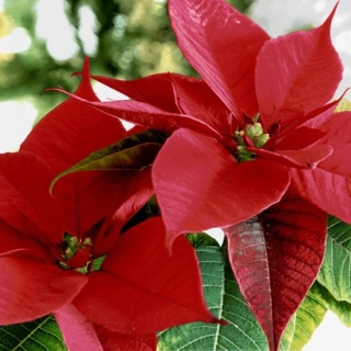 Ubrousky papírové s potiskem 33x33cm - Blooming red